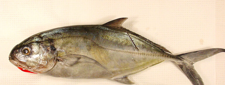 Cojinua de mar