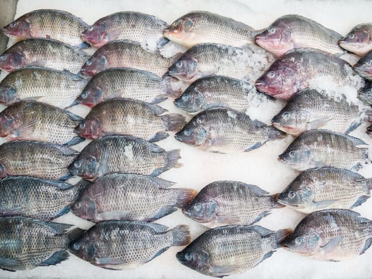 Mojarra lora