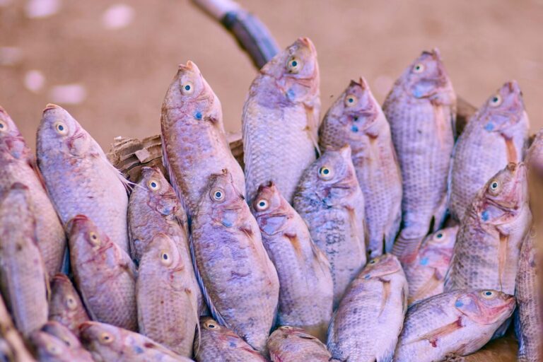 Mojarra lora