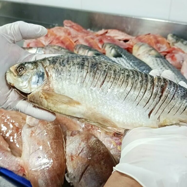 Bocachico entero