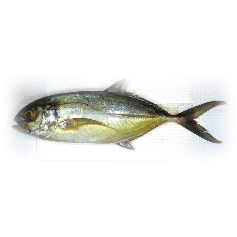 Cojinua de mar