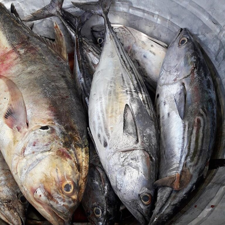 Corvina