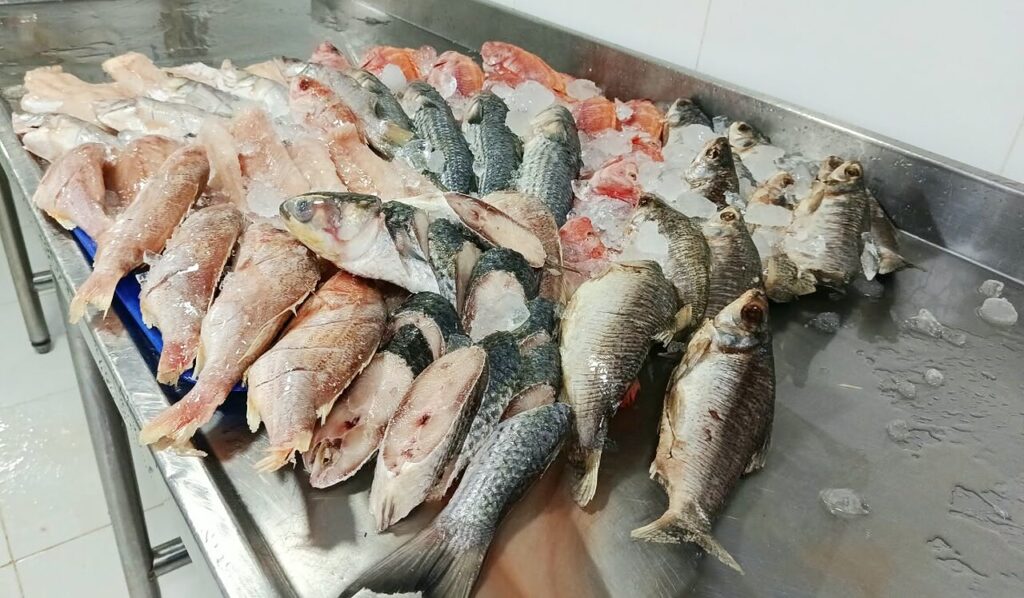 Exhibicion de pescados Distribuidora Logitech
