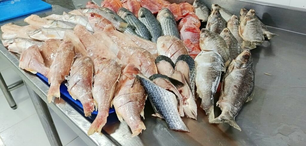 Exhibicion de pescados Distribuidora Logitech