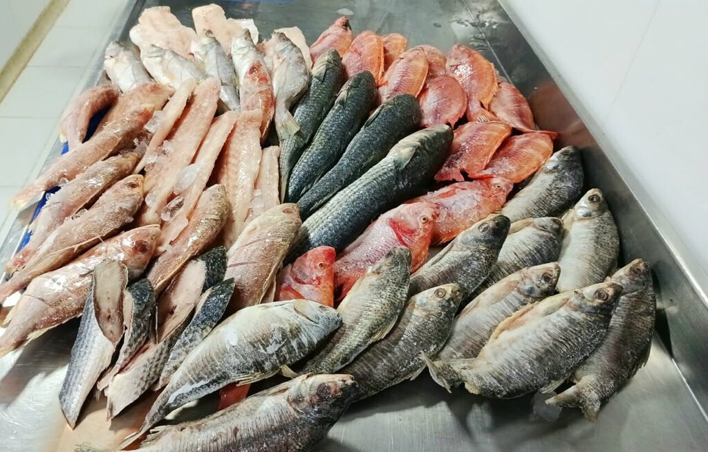 Exhibicion de pescados Distribuidora Logitech