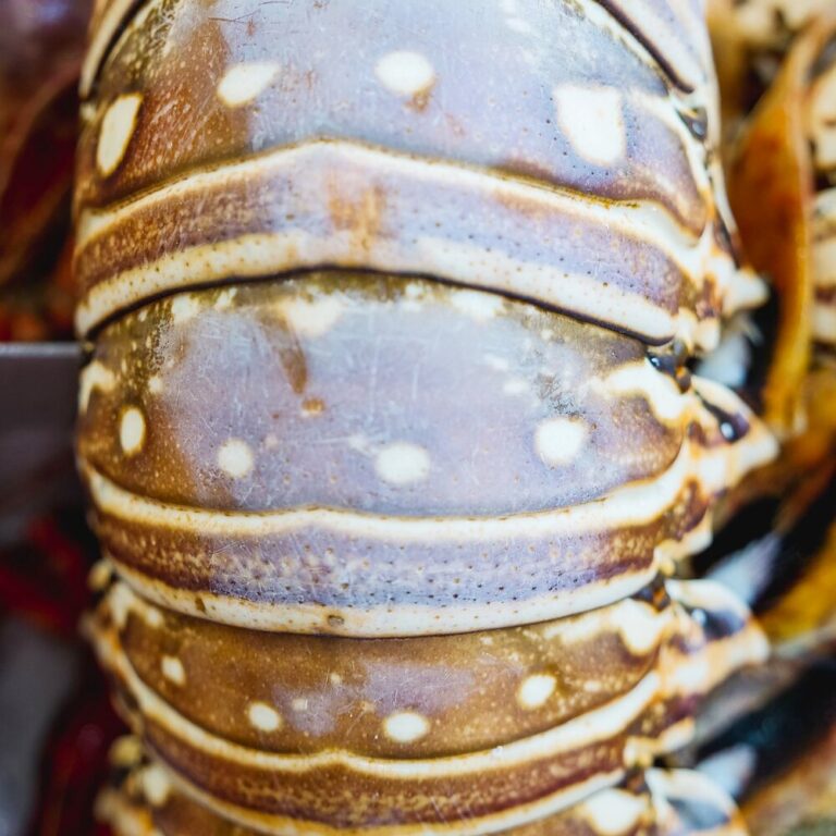 Langosta