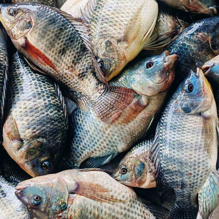 Mojarra lora