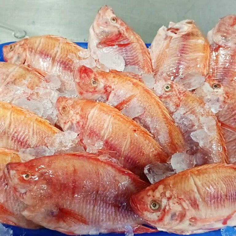 Mojarra roja entera