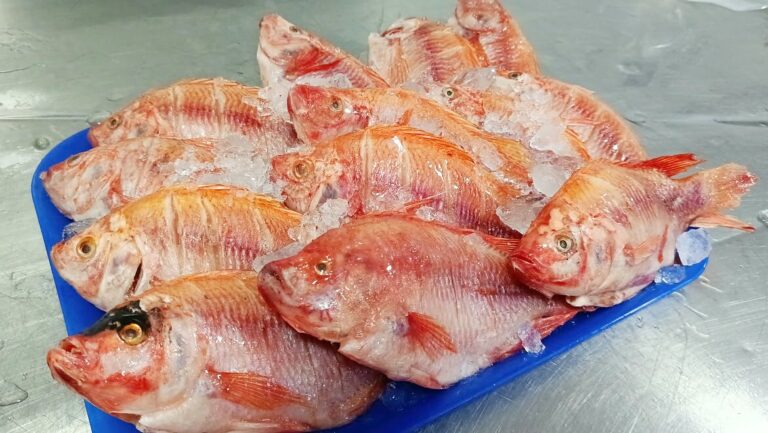 Mojarra roja entera