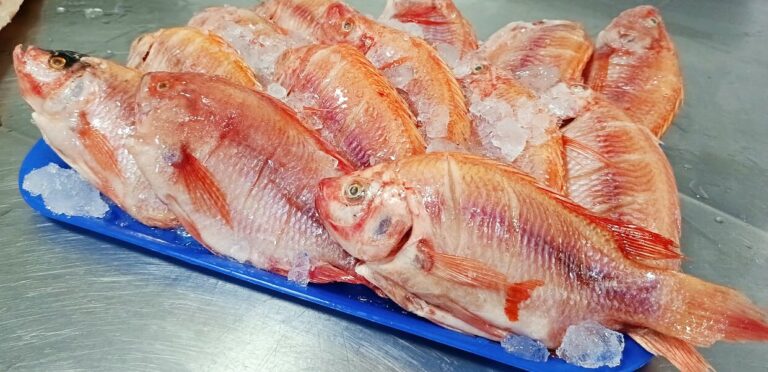 Mojarra roja entera