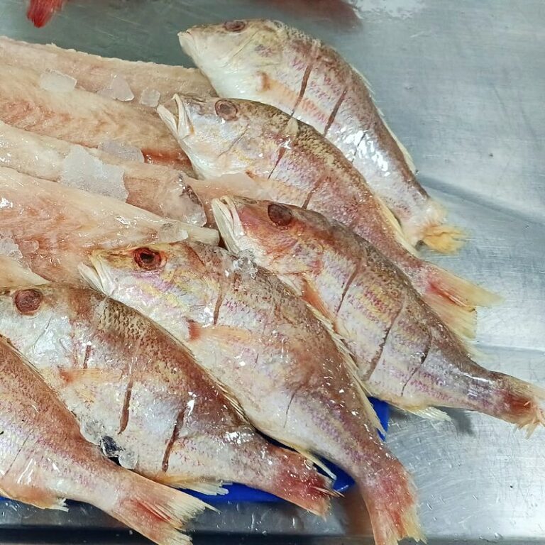 Pargo platero entero