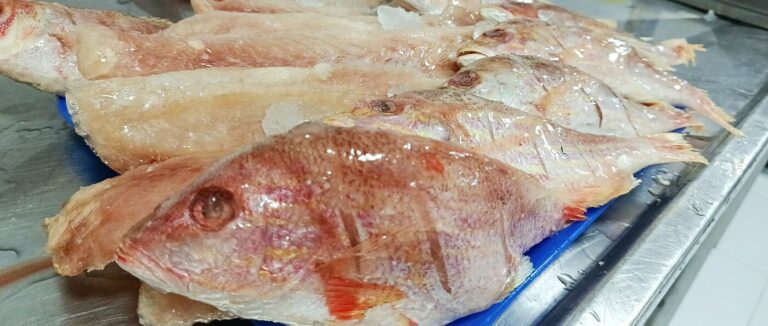 Pargo platero entero