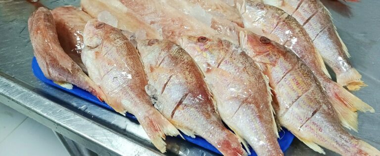 Pargo platero entero