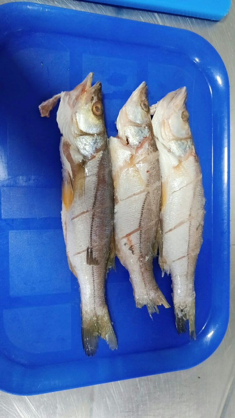 Robalo platero entero